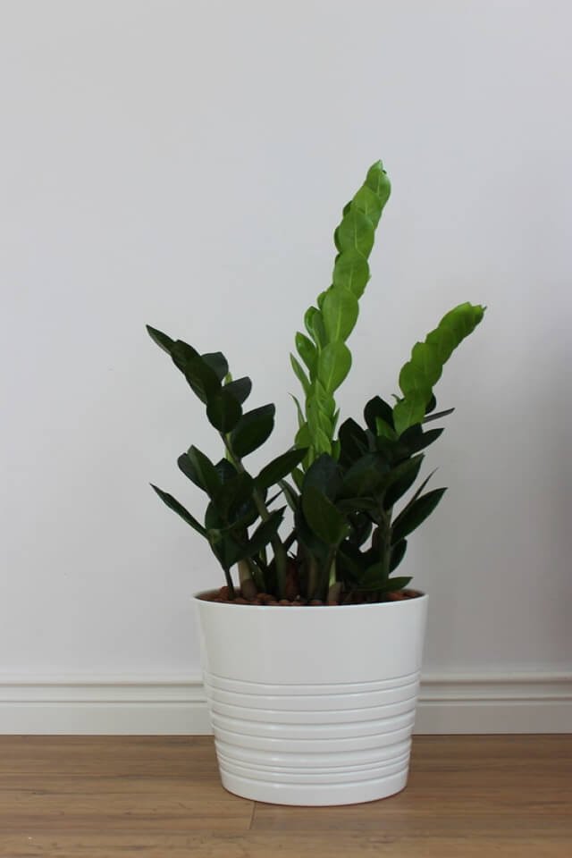 plants shop product gallery img 19